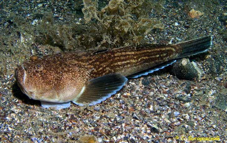 Звездочетовые рыбы Чёрного моря (семейство Uranoscopidae).