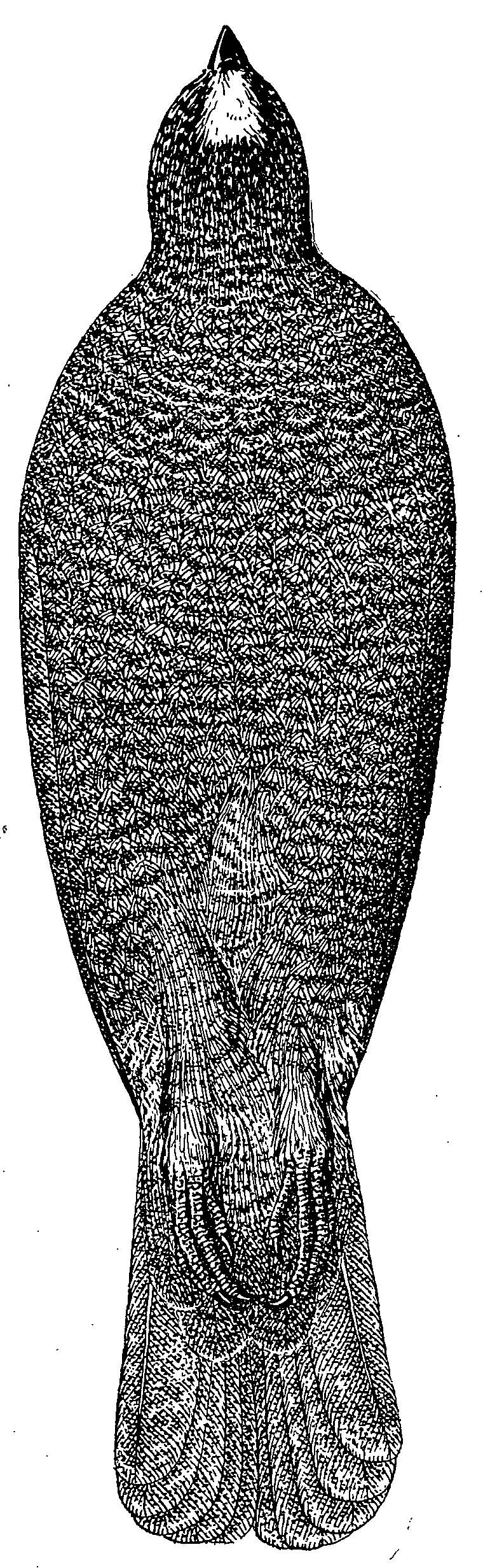 Рис. 2. Bonasa griseiventris, брюшная-сторона.