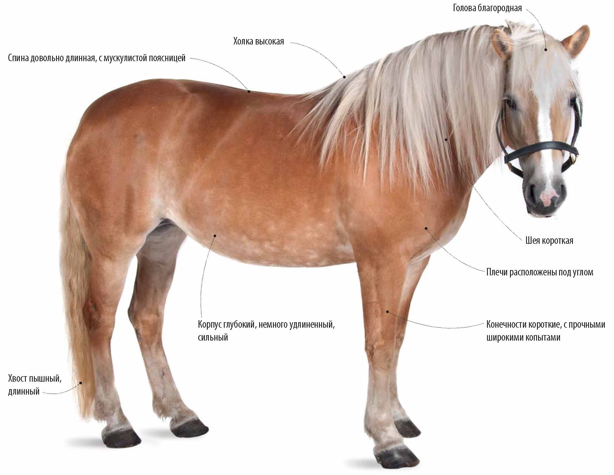 Гафлингерская лошадь. Сайт о животных. PiLife
