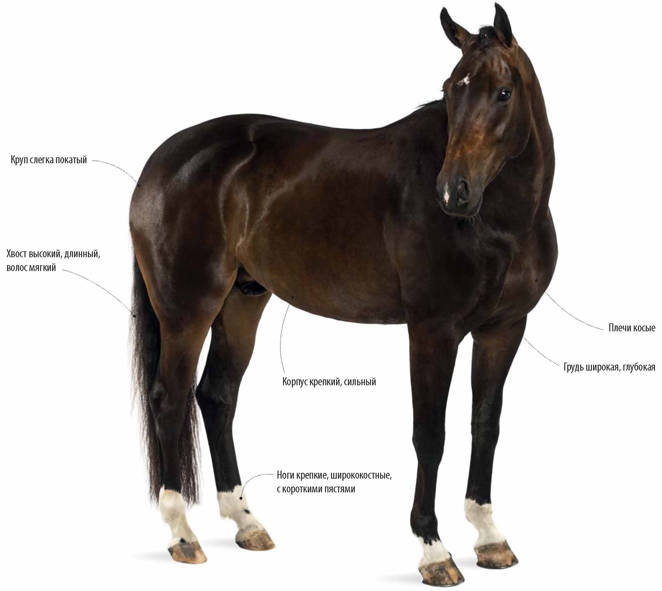 Голландская теплокровная порода лошади.