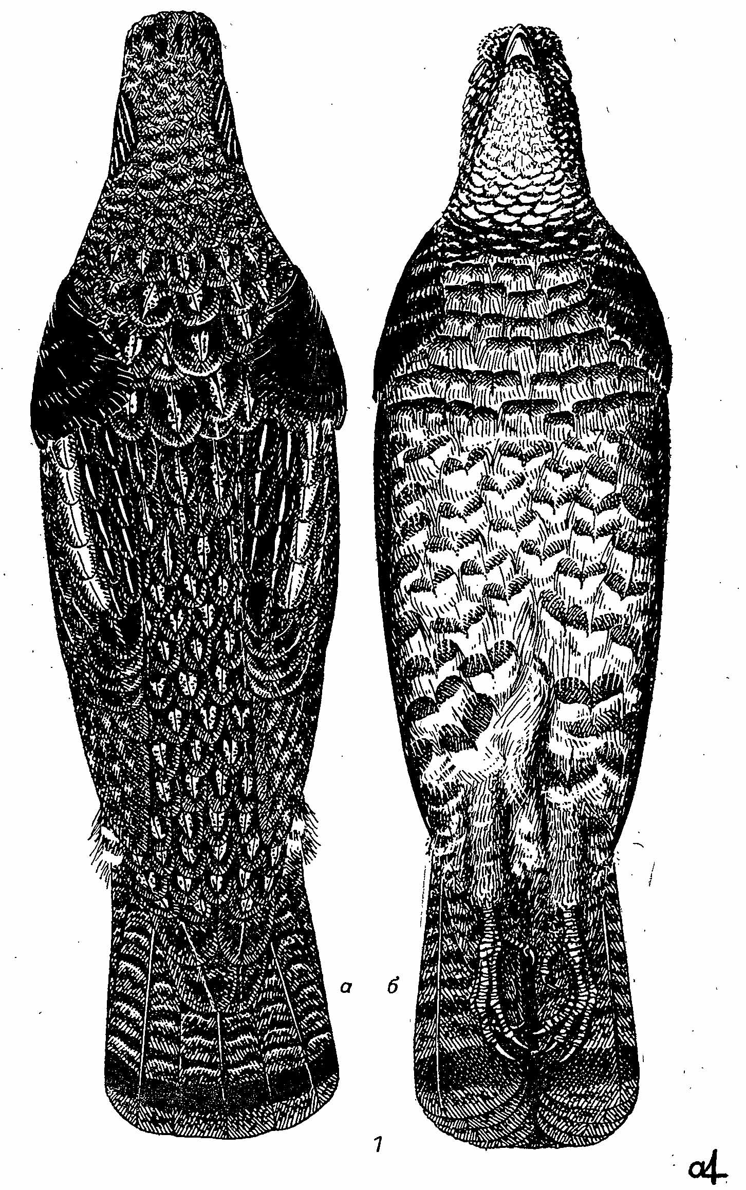 Рис. 1. Воротничковый рябчик Bonasa umbellus. 1 — самец; 2 — самка, а — вид со спины; б — с брюшной стороны.