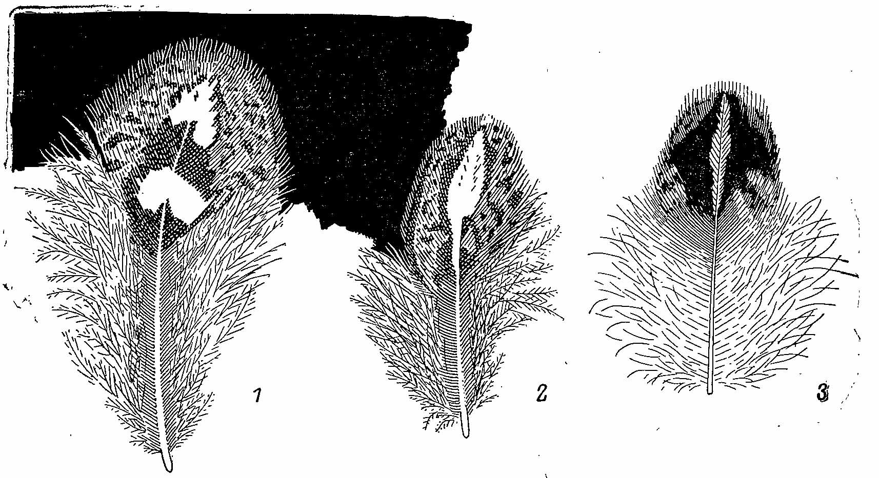 Рис. 3. Перья со спины (1) и поясницы (2) Bonasa umbellus umbelloides самца; перо с зашейка B. umbellus sabini, самка (3).