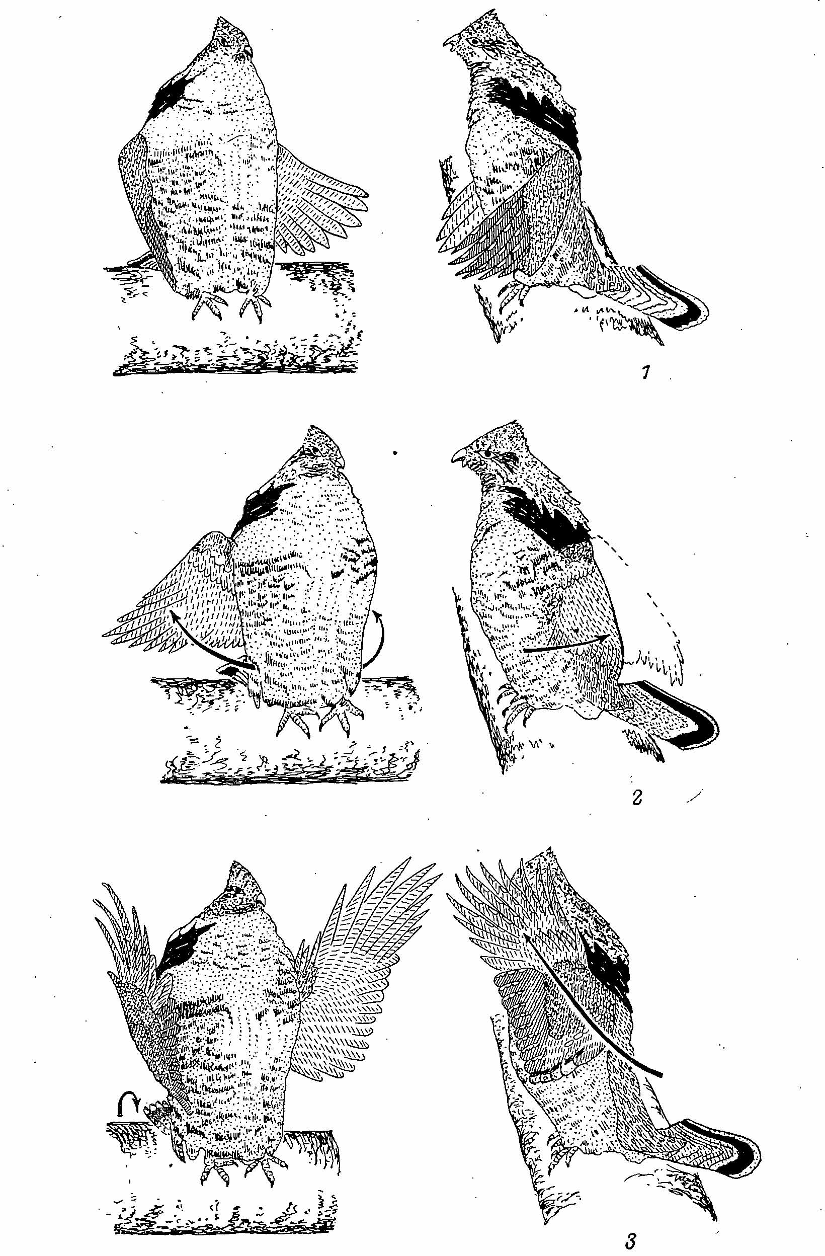 Рис. 6. Последовательные стадии (1—6) одного хлопка самца Bonasa umbellus при исполнении «барабанной» трели. Стрелки — направление движения крыльев и хвоста (по Hjorth, 1970).