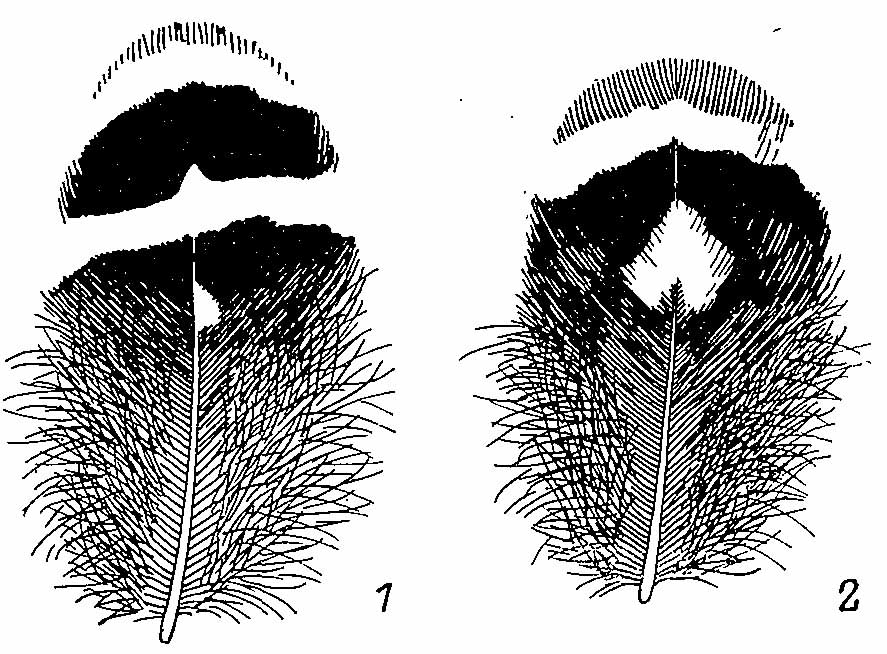 Рис. 2. Перья с груди самца Bonasa sewerzowi. 1 — B. s, secunda;	2 — B. s. sewerzowi.