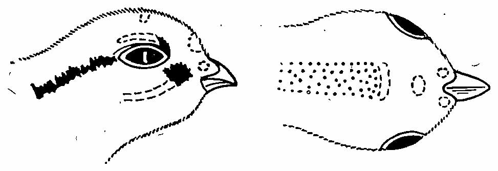 Рис. 6. Рисунок на голове пухового птенца Bonasa bonasia. Прерывистая линия — места, где черный цвет развит не у всех особей; точки — коричневый цвет.