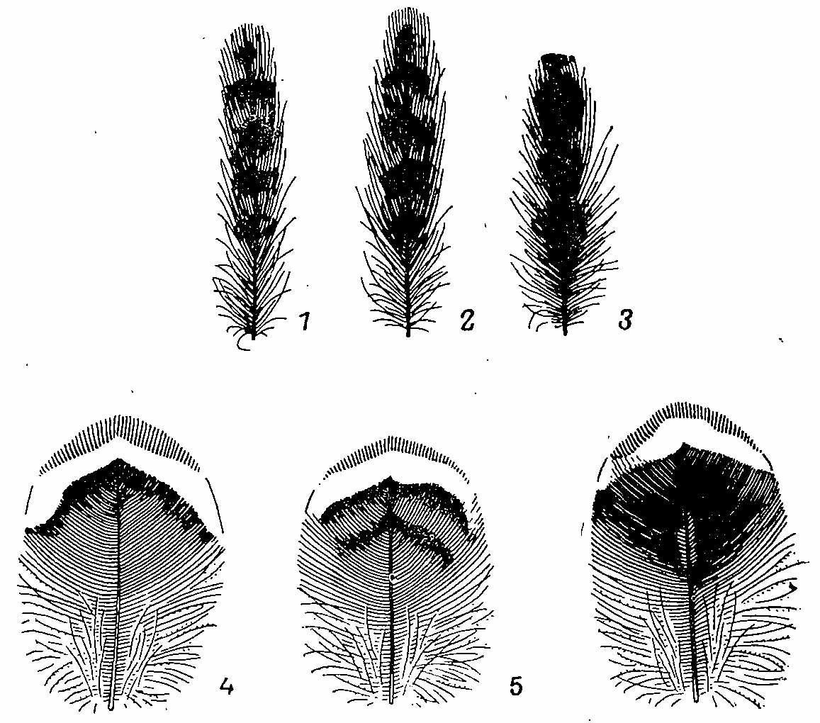 Рис. 2. Перья с хохолка (1—3) и с центра груди (4—6) Bonasa bonasia. l, 4 — взрослый самец; 2, 5 — молодой самец; 3, 6 — взрослая самка.