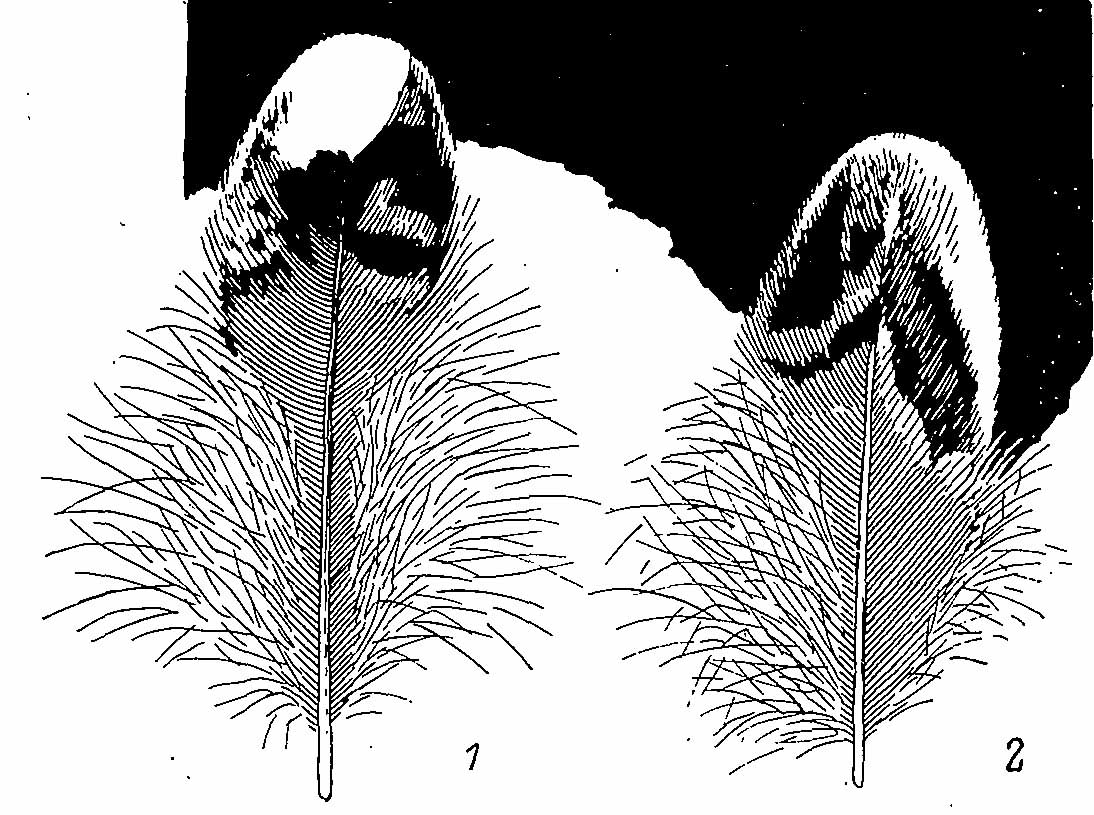 Рис. 3. Внутреннее маховое перо (1) и плечевое (2) перо самца Bonasa bonasia.