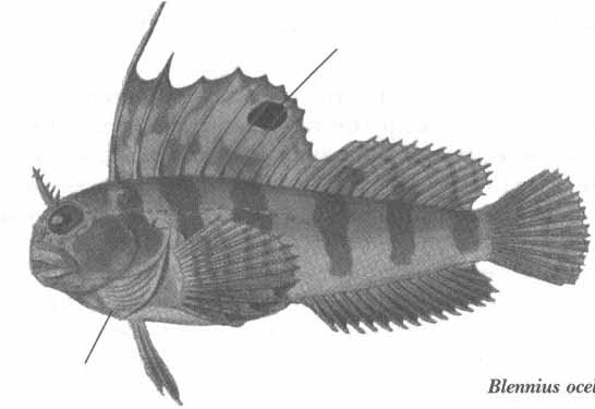 Blennius ocellaris (морская собачка-бабочка).