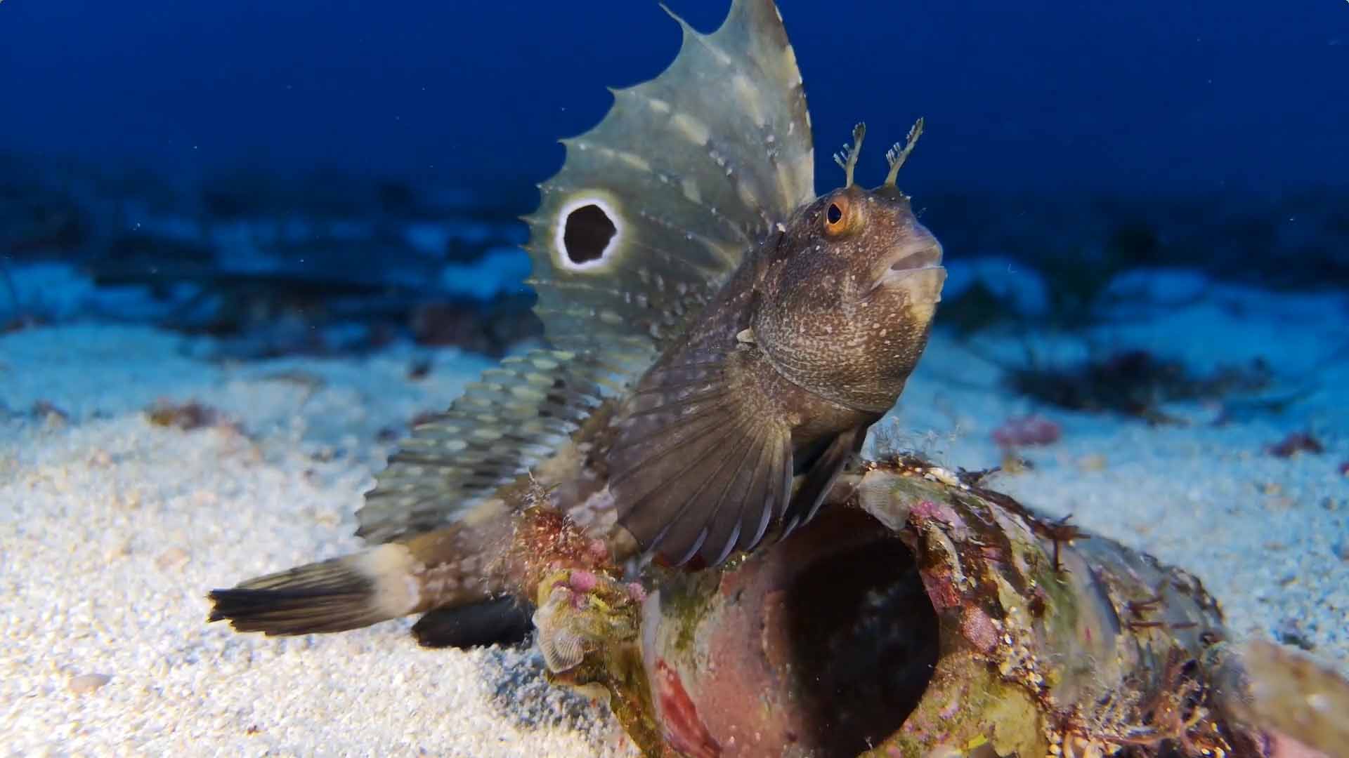 Морская собачка-бабочка или глазчатая собачка (Blennius ocellaris).