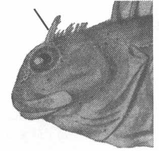 Coryphoblermius galerita (хохлатая морская собачка).