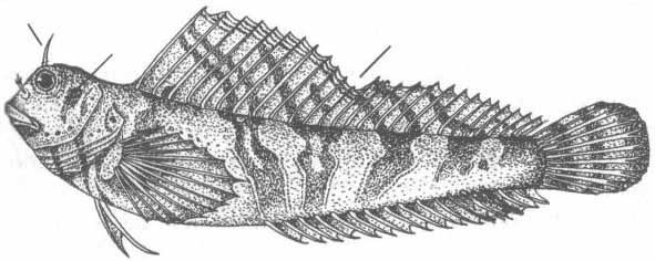Aidablennius sphynx (морская собачка-сфинкс).