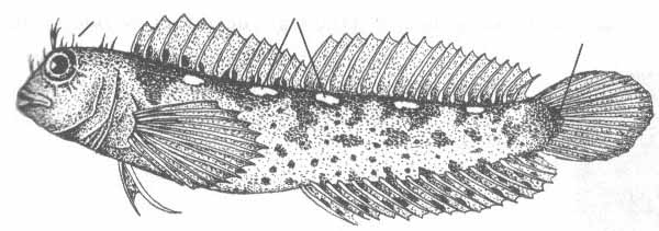 Parablennius zvonimiri (морская собачка Звонимира).