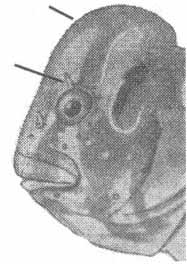 Salaria pavo (морская собачка-павлин).