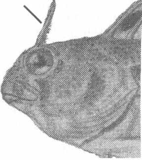 Parablennius tentacularis (длиннощупальцевая морская собачка).