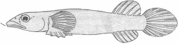 Apletodon dentatus (аплетодон).
