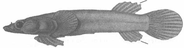 Diplecogasler bimaculala (пятнистая присоска).