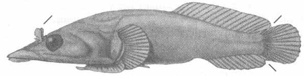 Lepadogaster lepadogaster (одноцветная рыба-присоска).