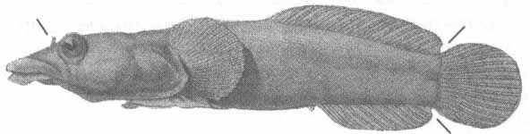 Lepadogaster candollii (толсторылая присоска).