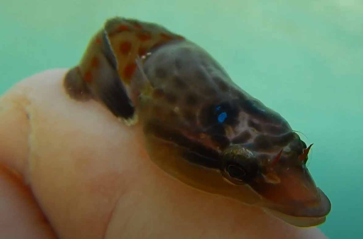 Одноцветная рыба-присоска, прилипало (Lepadogaster lepadogaster).
