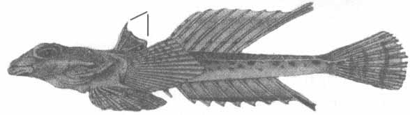 Callionymus risso (малая морская мышь).