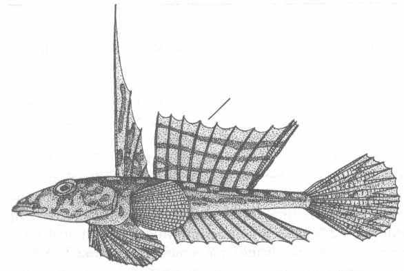 Callionymus lyra (рыба-лира).