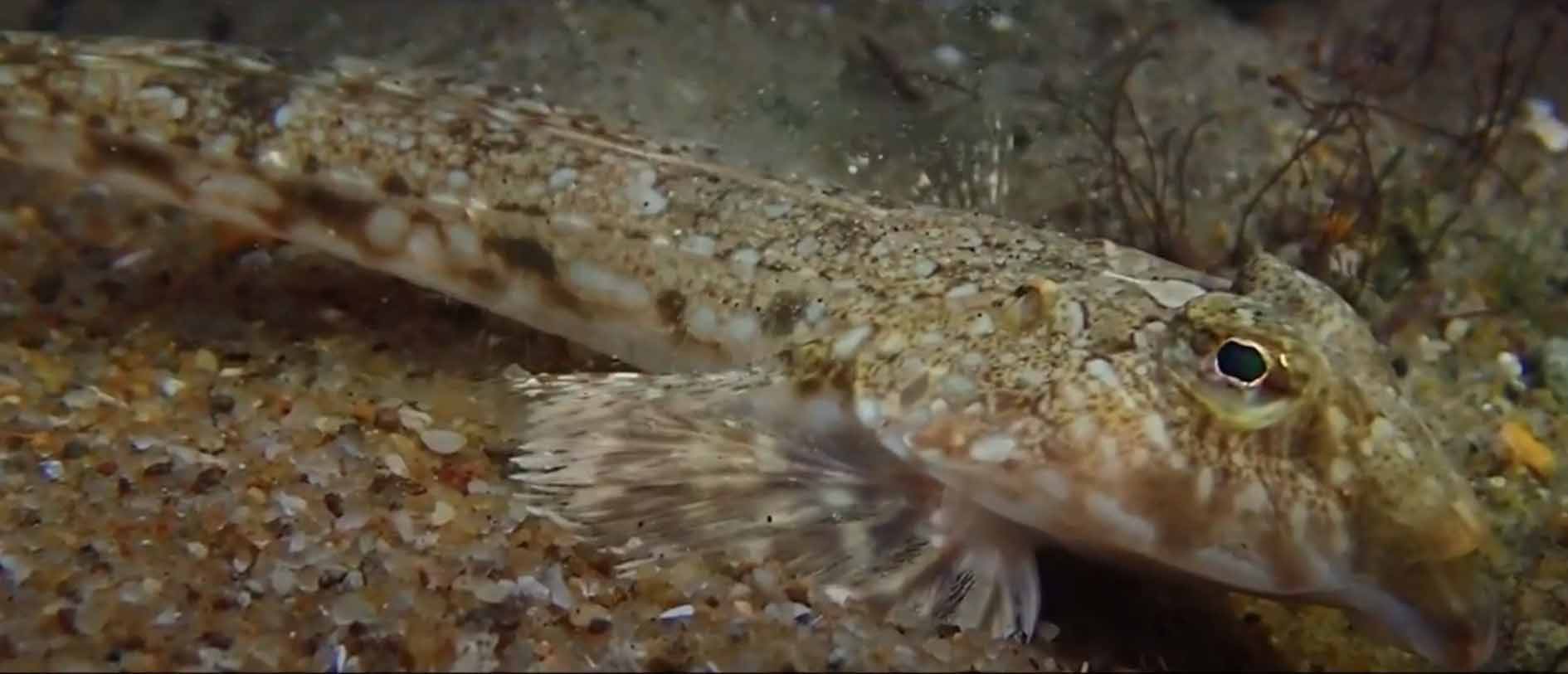 Рыба-лира, морская мышь-лира или большая пескарка (Callionymus lyra).