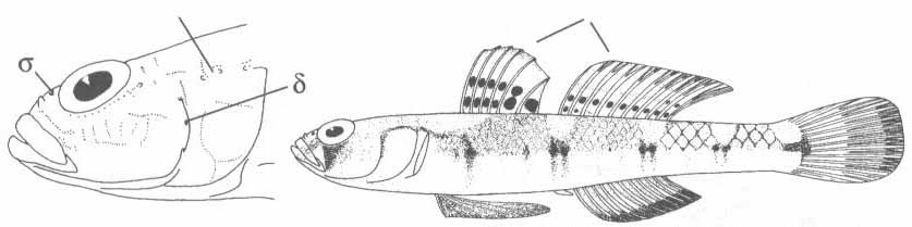 Бычки Чёрного моря. Семейство Gobiidae — Бычковые.