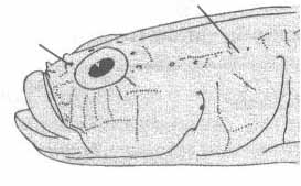 Chromogobius quadrivittatus (хромогобиус).