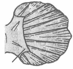 Gobius paganellus (бычок-паганель).
