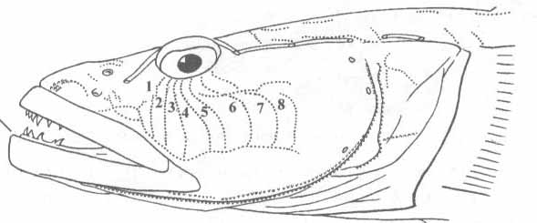 Mesogobius batrachocephalus (мартовик).