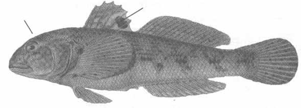 Neogobius melanostomus (бычок-кругляк).