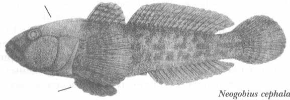 Neogobius cephalargoides (бычок-сурман).
