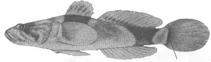 Benthophiloides brauneri (пуголовка Браунера).