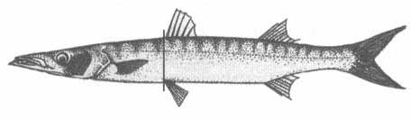 Барракудовые (сфиреновые) рыбы Чёрного моря. Семейство Sphyraenidae.