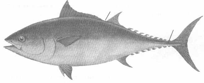 Thunnus thynnus (обыкновенный тунец).