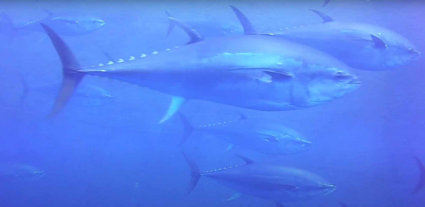 Обыкновенный (синий) тунец (Thunnus thynnus).