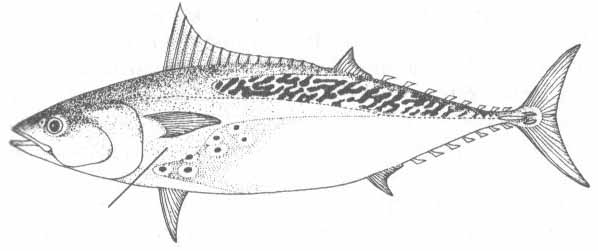 Euthynnus alletteratus (малый тунец).