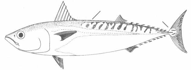 Auxis rochei (скумбриевидный тунец).