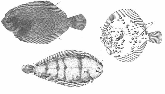 Камбалообразные Чёрного моря. Отряд Pleuronectiformes.