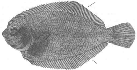 Arnoglossus kessleri (арноглосс Кесслера).