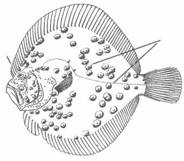 Ромбовые рыбы Чёрного моря. Семейство Scophthalmidae.