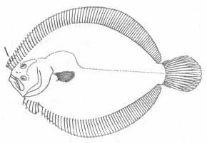 Ромбовые рыбы Чёрного моря. Семейство Scophthalmidae.