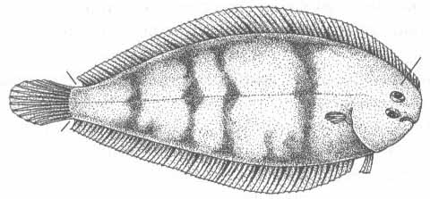 Солевые рыбы Чёрного моря или морские языки. Семейство Soleidae.