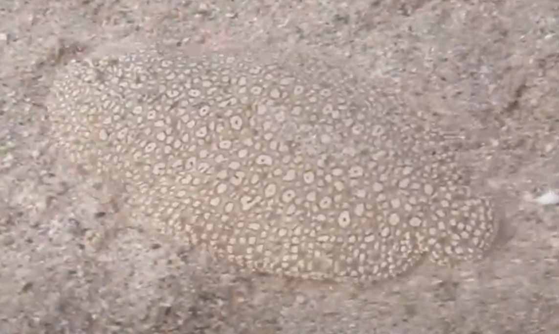 Песчаный морской язык или носатая солея (Solea nasuta).