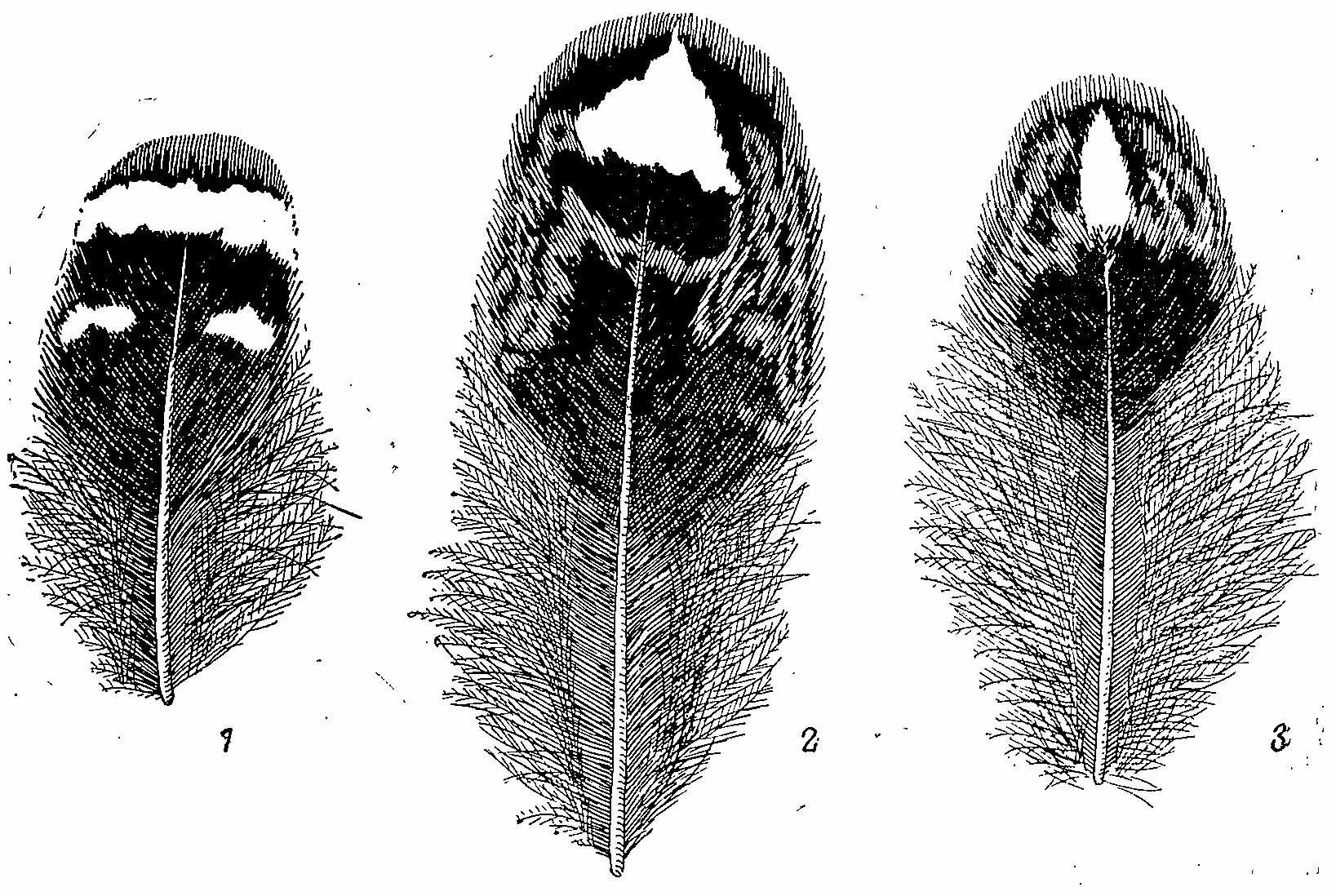 Рис. 1. Рисунок на перьях самца Falcipennis falcipennis. 1 — с груди; 2 — с передней части брюха; 3 — с поясницы.