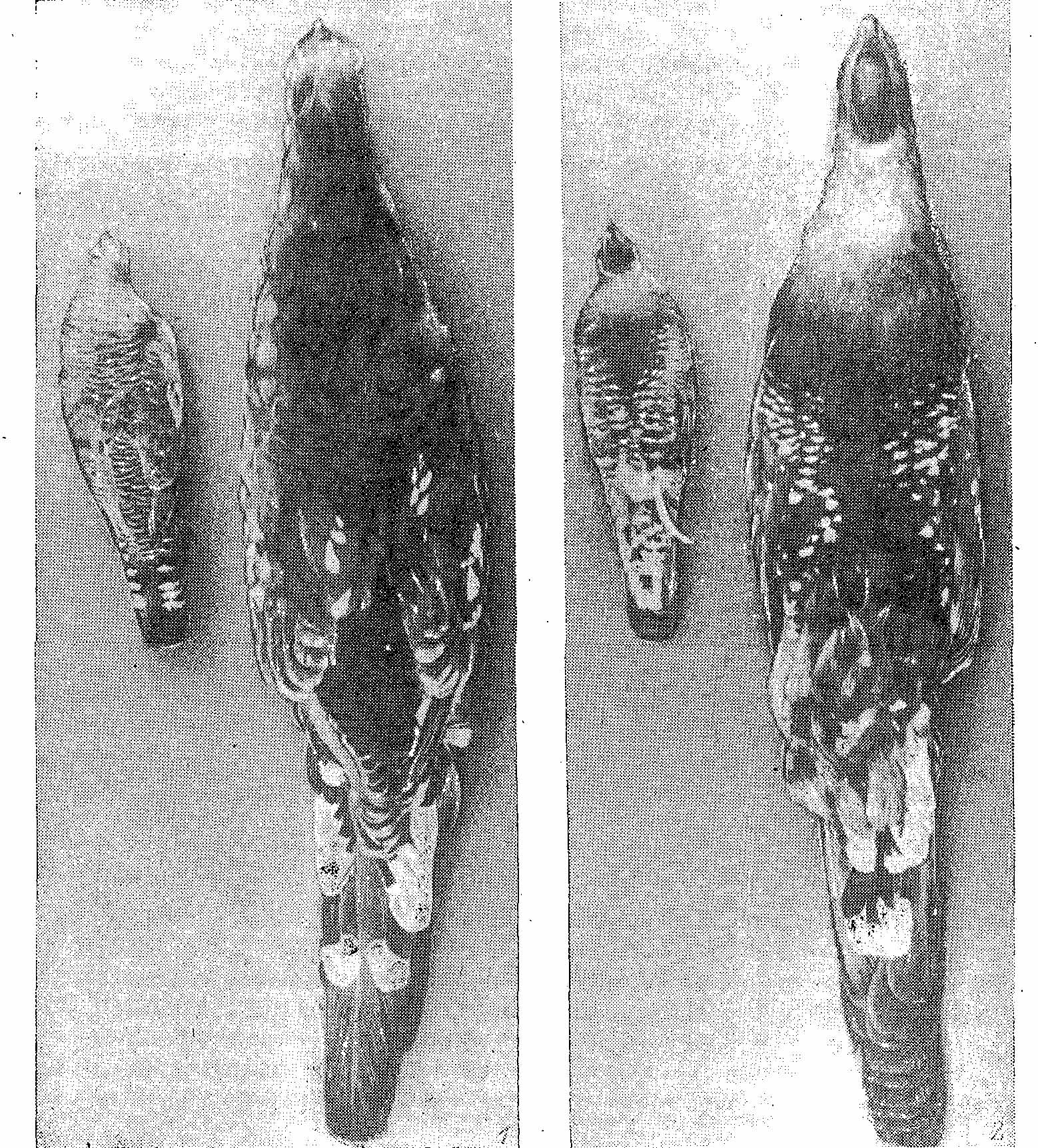 Рис. 3. Окраска самцов Tetrao urogalloides stegmanni (справа) и Falcipennis franklinii (слева). 1 — вид со спины; 2 — с брюшной стороны.
