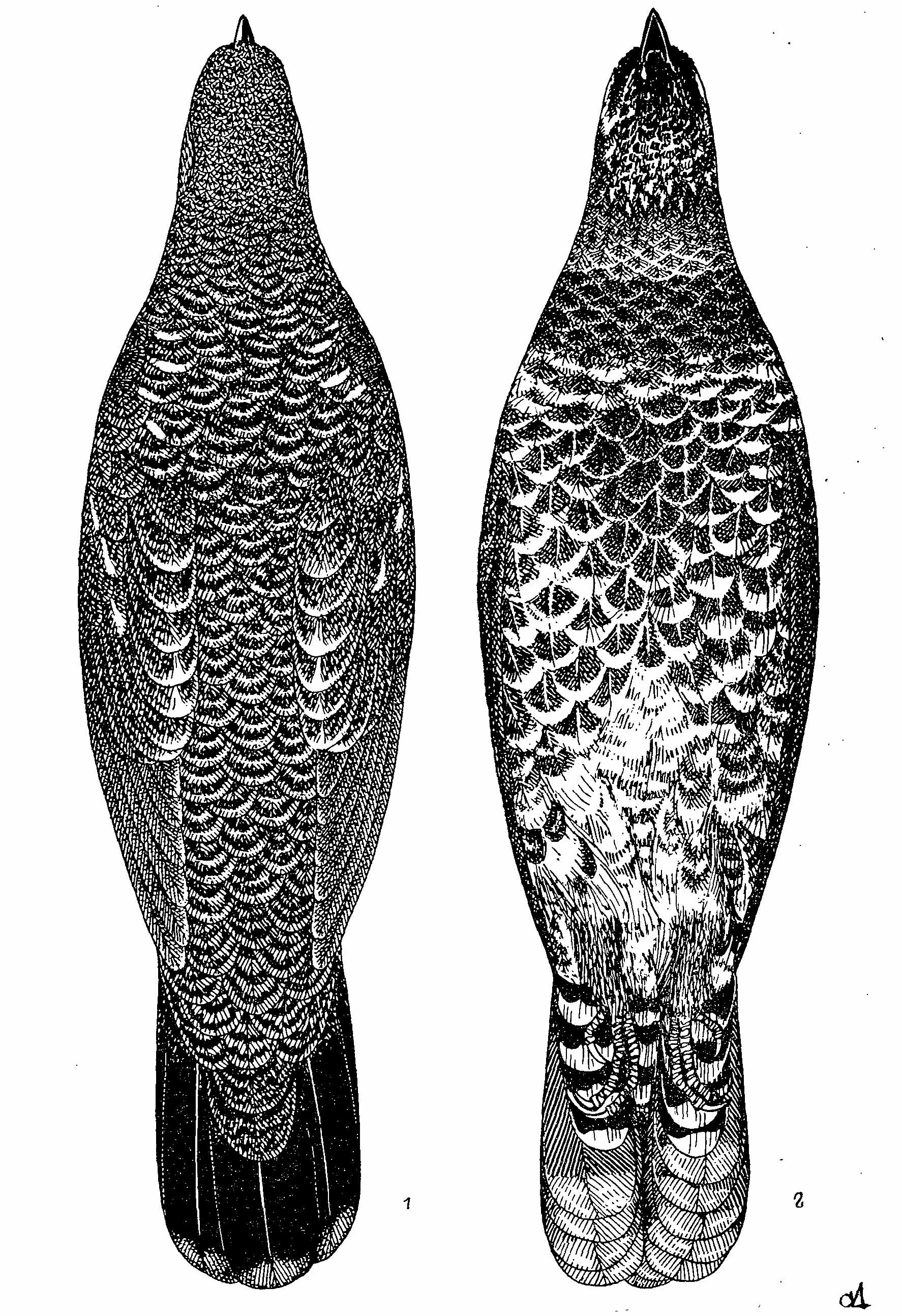 Рис. 1. Канадская дикуша Falcipennis canadensis, самец. 1 — вид со спины; 2 — с брюшной стороны.