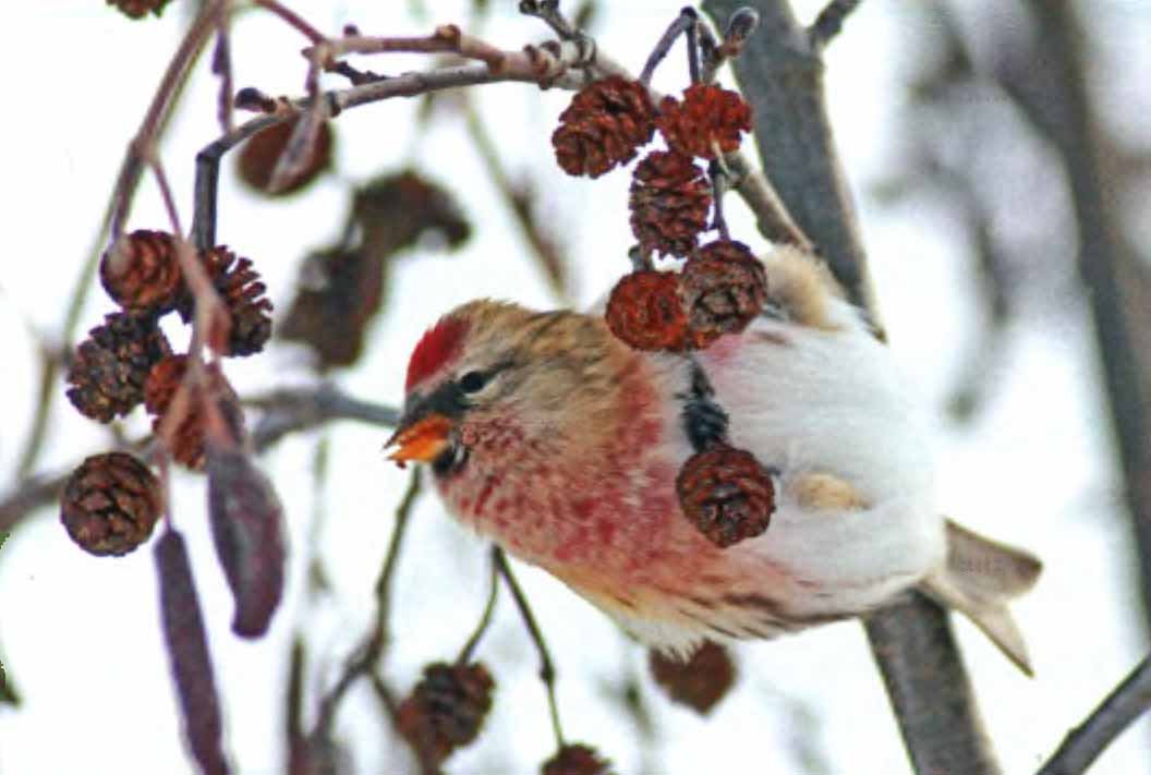 Самец чечетки зимой кормится на шишках ольхи.