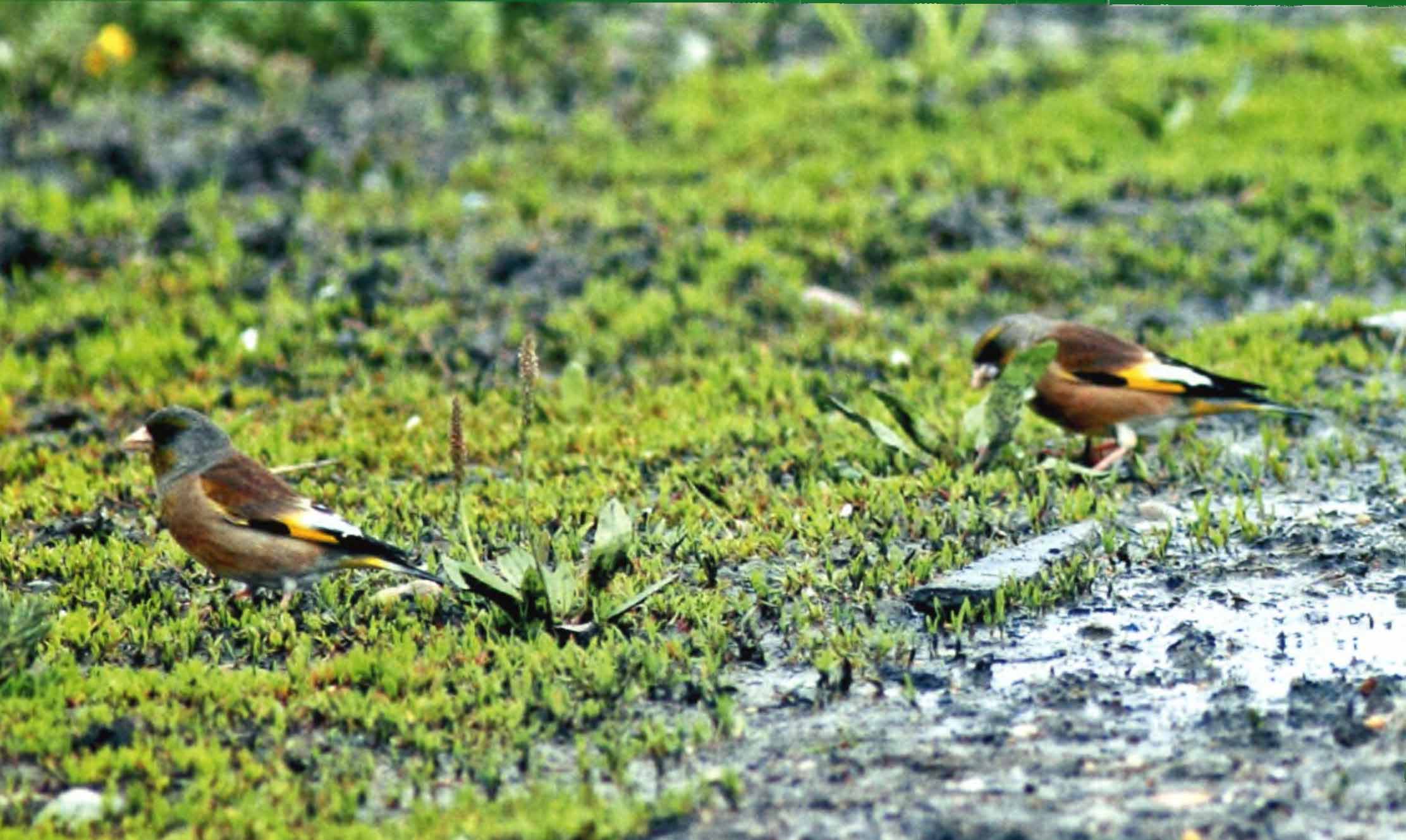 Китайские зеленушки кормятся на траве в одном из поселков Приамурья. Птицы предпочитают для жизни антропогенный ландшафт.
