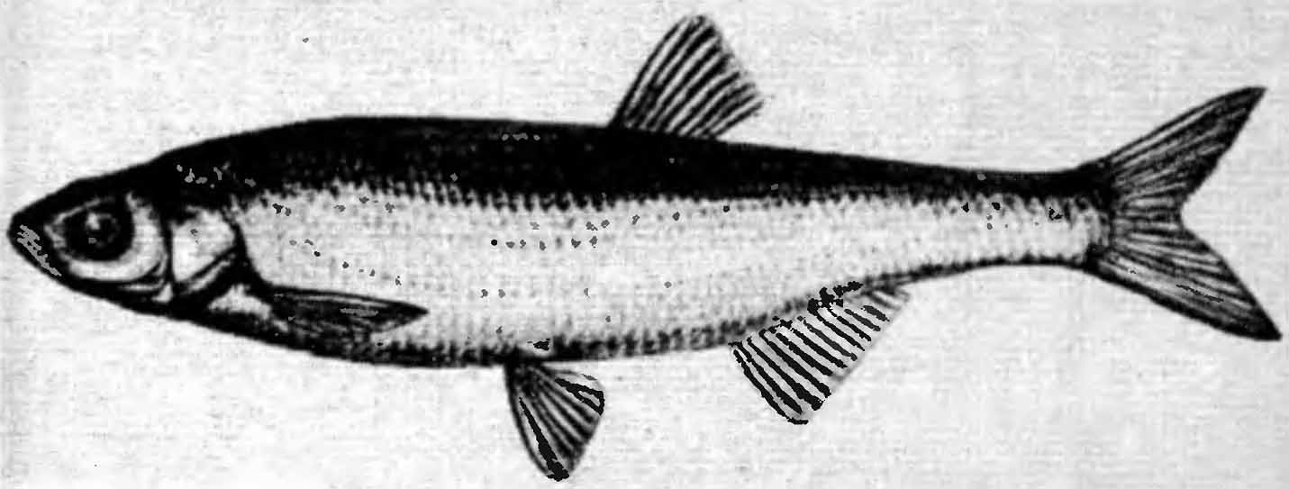 Рыба шемая днепровско-азовская.
